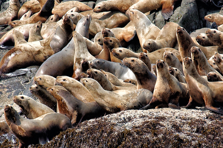 Large group of sea lions on the shore. 