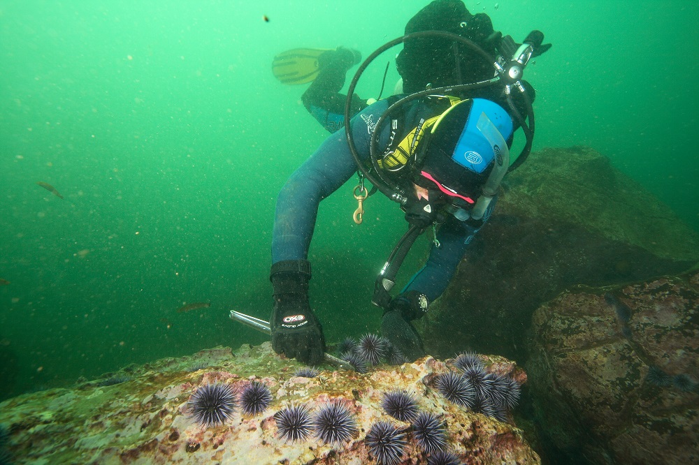 An underwater photo of a diver removing sea urchins from a rock in green water. 