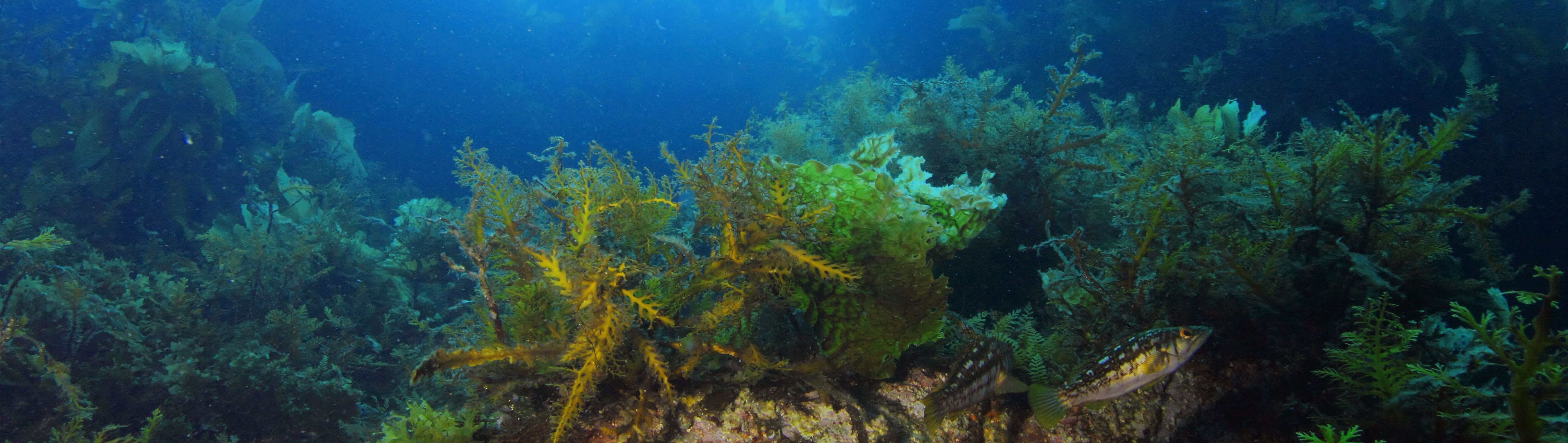  Reef near Catalina Island.