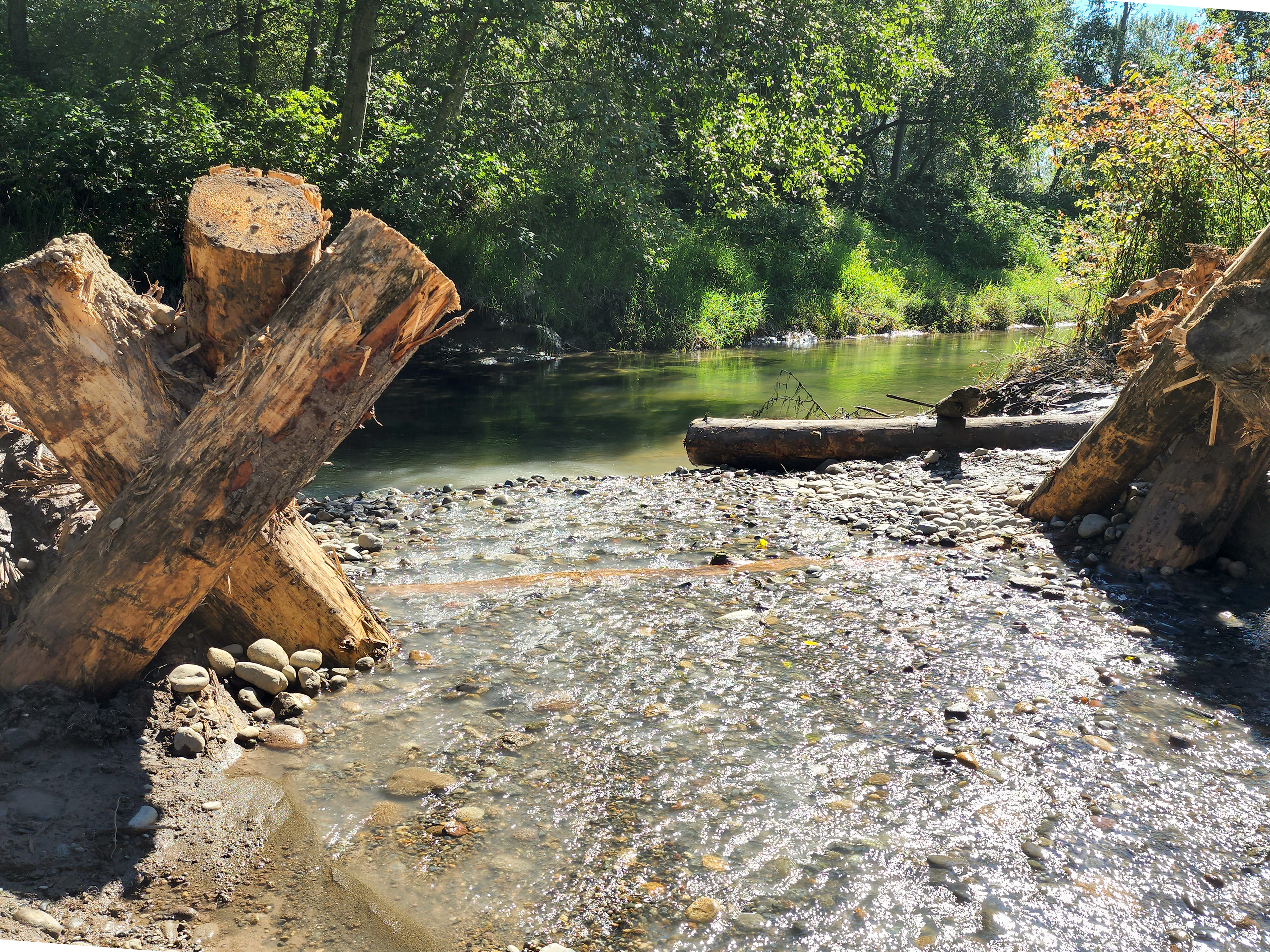 A newly reopened section of wetland on Clear Creek provides spawning and habitat for Chinook salmon. 