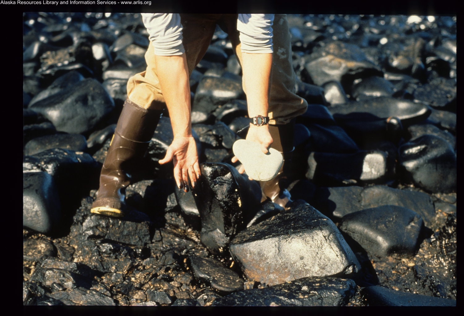 Cleanup worker on beach with hands covered in oil. Image credit: Alaska Public Archives