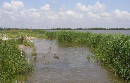 Marsh habitat restored at the Bailey Waste site. (USFWS)