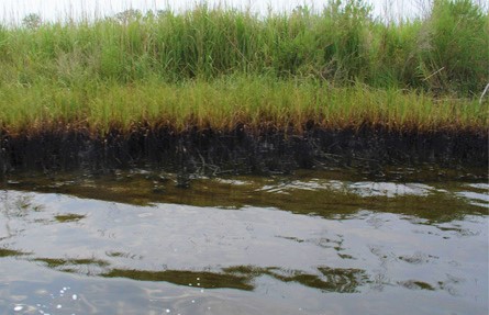 Oiled marsh after the Citgo Refinery oil spill