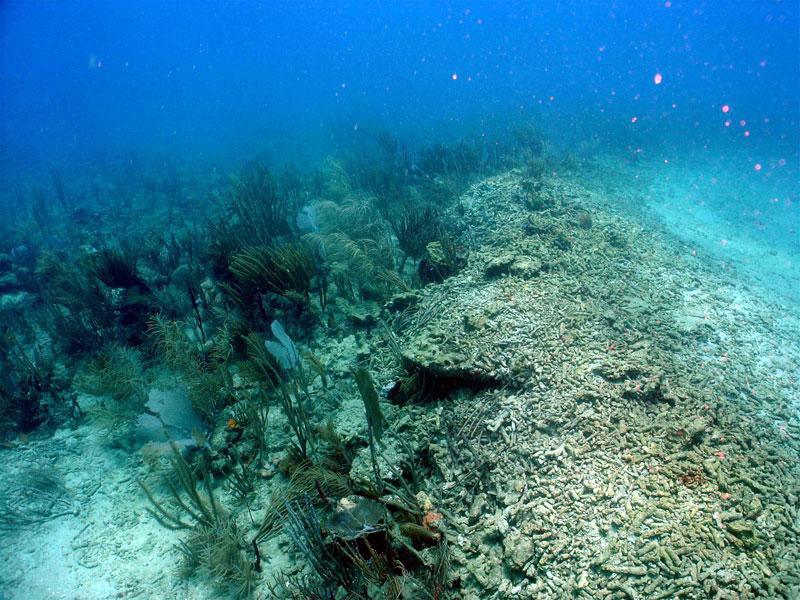 Coral reef damaged by the grounding of the T/V Margara