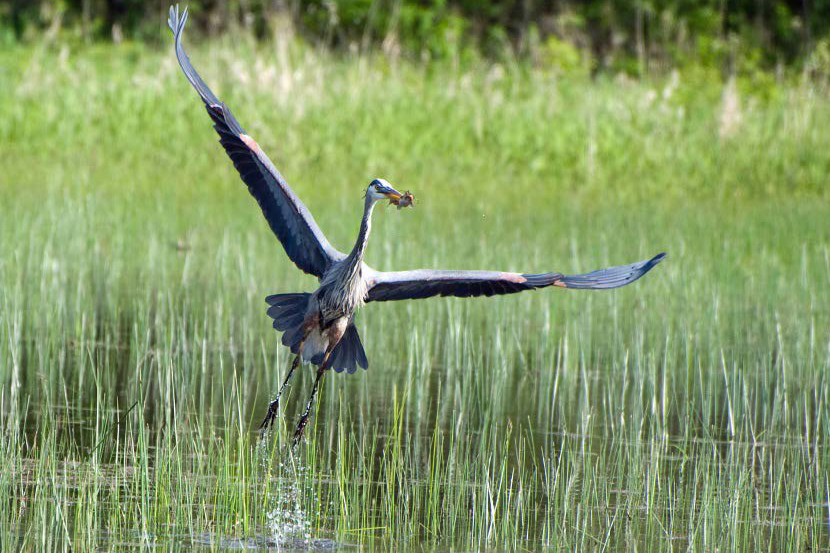 Blue heron takes off above marsh.