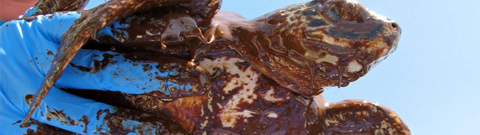 Juvenile Kemp's ridley sea turtle oiled in the 2010 Deepwater Horizon spill. (Photo: Blair Witherington, Florida Fish and Wildlife Conservation Commission) 