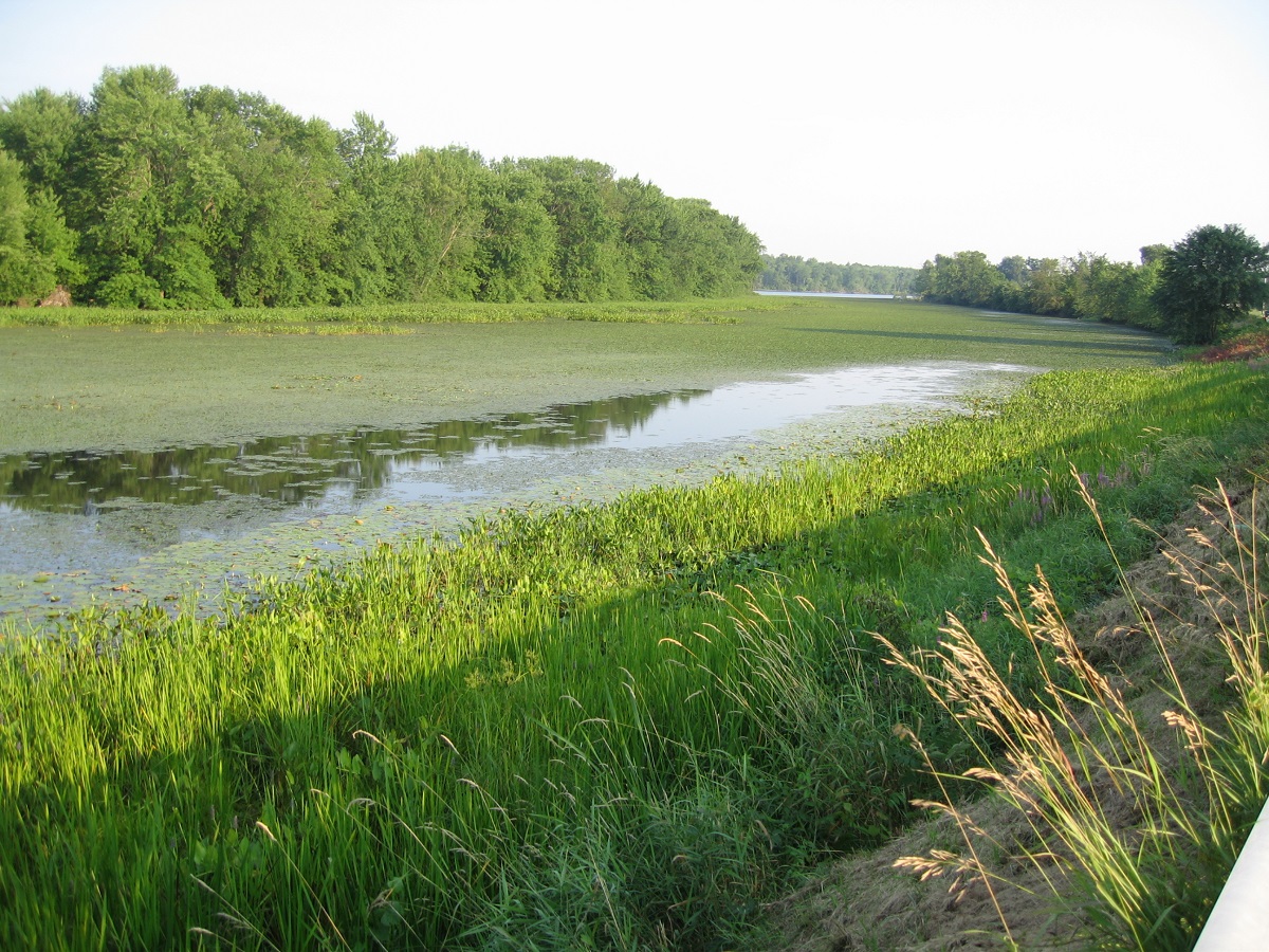 Wetland and aquatic vegetation characteristic of the freshwater Hudson River