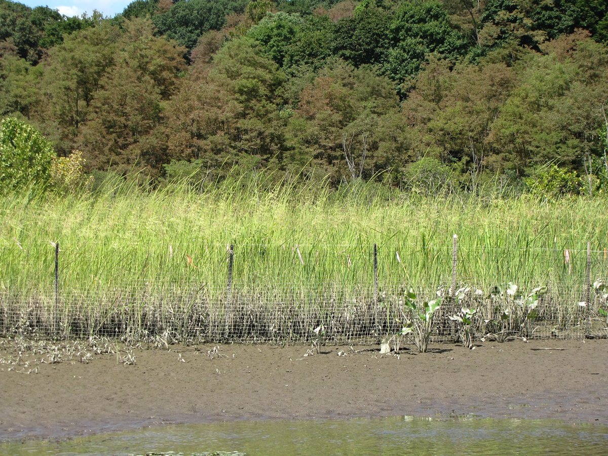 Wild rice is one of several species reintroduced to East Foundry Cove marsh as part of on-going efforts to reconstruct the wetland following remediation in 1995.