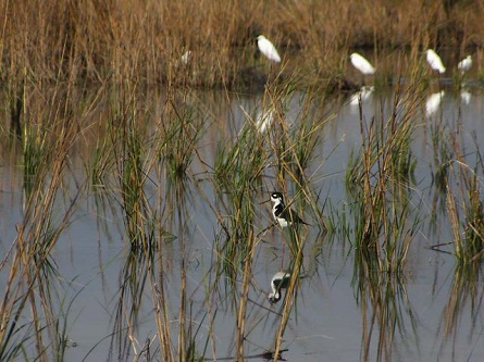 A black-necked stilt and snowy egrets in the restored wetland habitat.