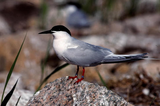 a white and grey bird with a black beak looks off into the distance and stands on a rock 