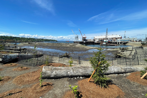 A photo of riparian plantings with large wood in the foreground, a large off-channel marsh area in the center of the photo, and the West Waterway channel and shipyard structures in the background.