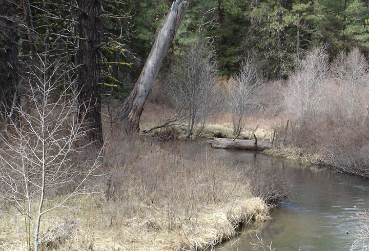 A section of stream with few trees, mostly grasses and bushes.