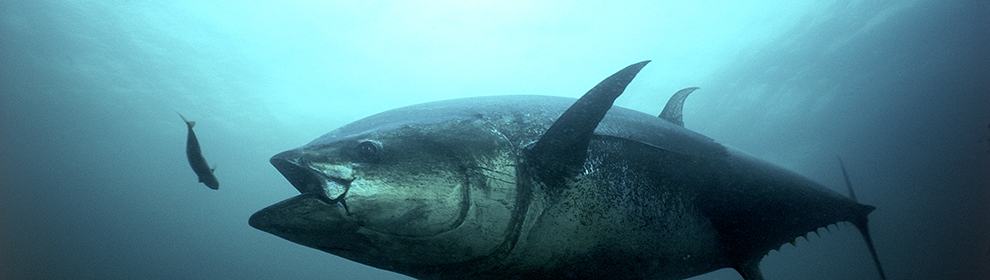 An Atlantic bluefin tuna strikes. 