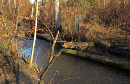 Large woody debris in restored tributary to Whatcom Creek provides habitat for salmon.