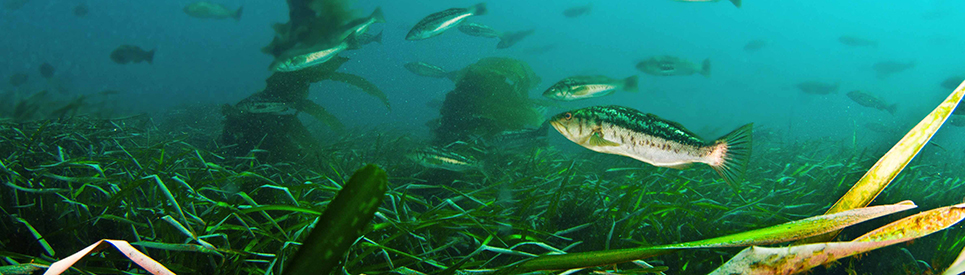 Eelgrass along the bottom provides foraging areas and shelter for fish. NOAA photo by Adam Obaza. 