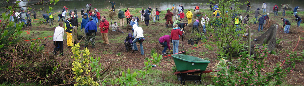 Volunteers conduct restoration along the Duwamish River in Washington. 