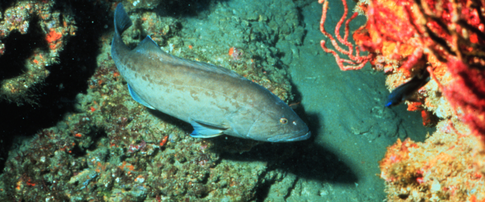 Gag groupers are a species targeted for restoration in the recreational fisheries barotrauma reduction project.