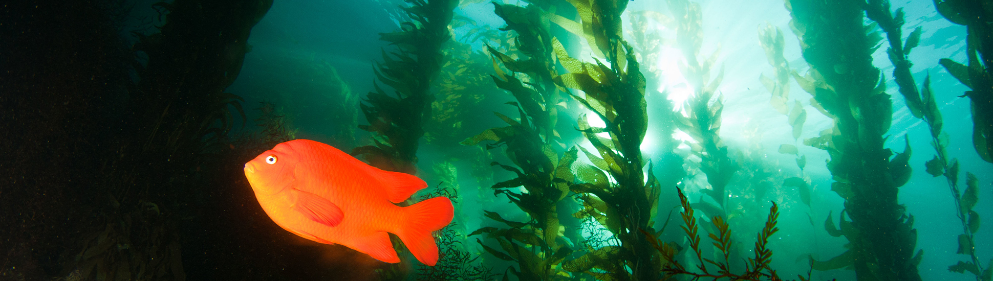 Kelp forests like this one of of Catalina Island provide shelter and food for fish and invertebrate species.