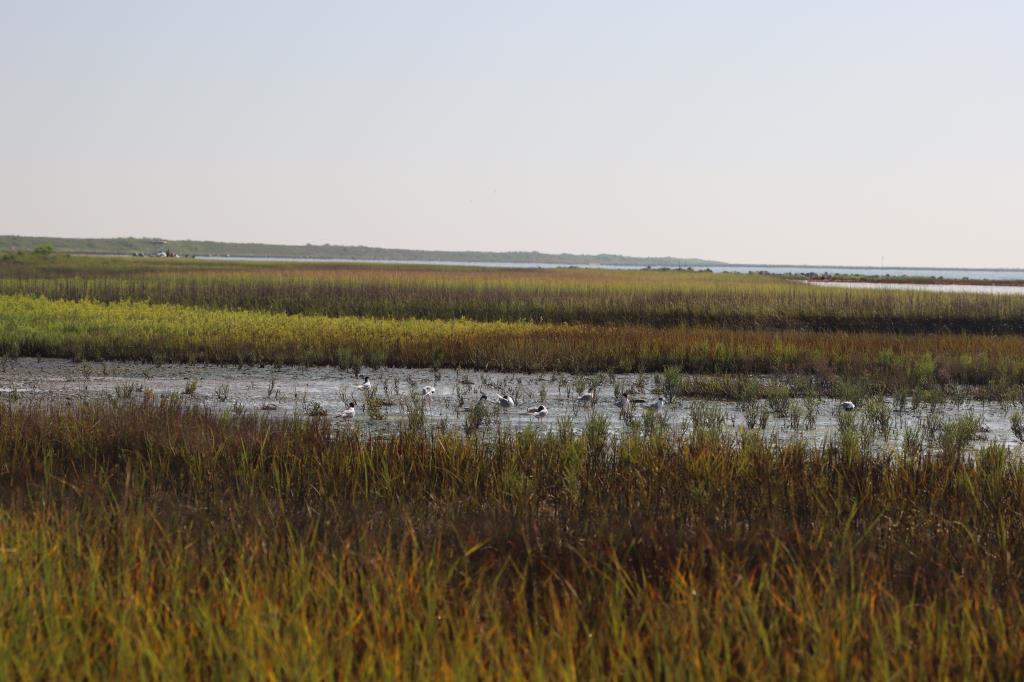 A view of an oiled marsh with seabirds resting on the waters surface. 
