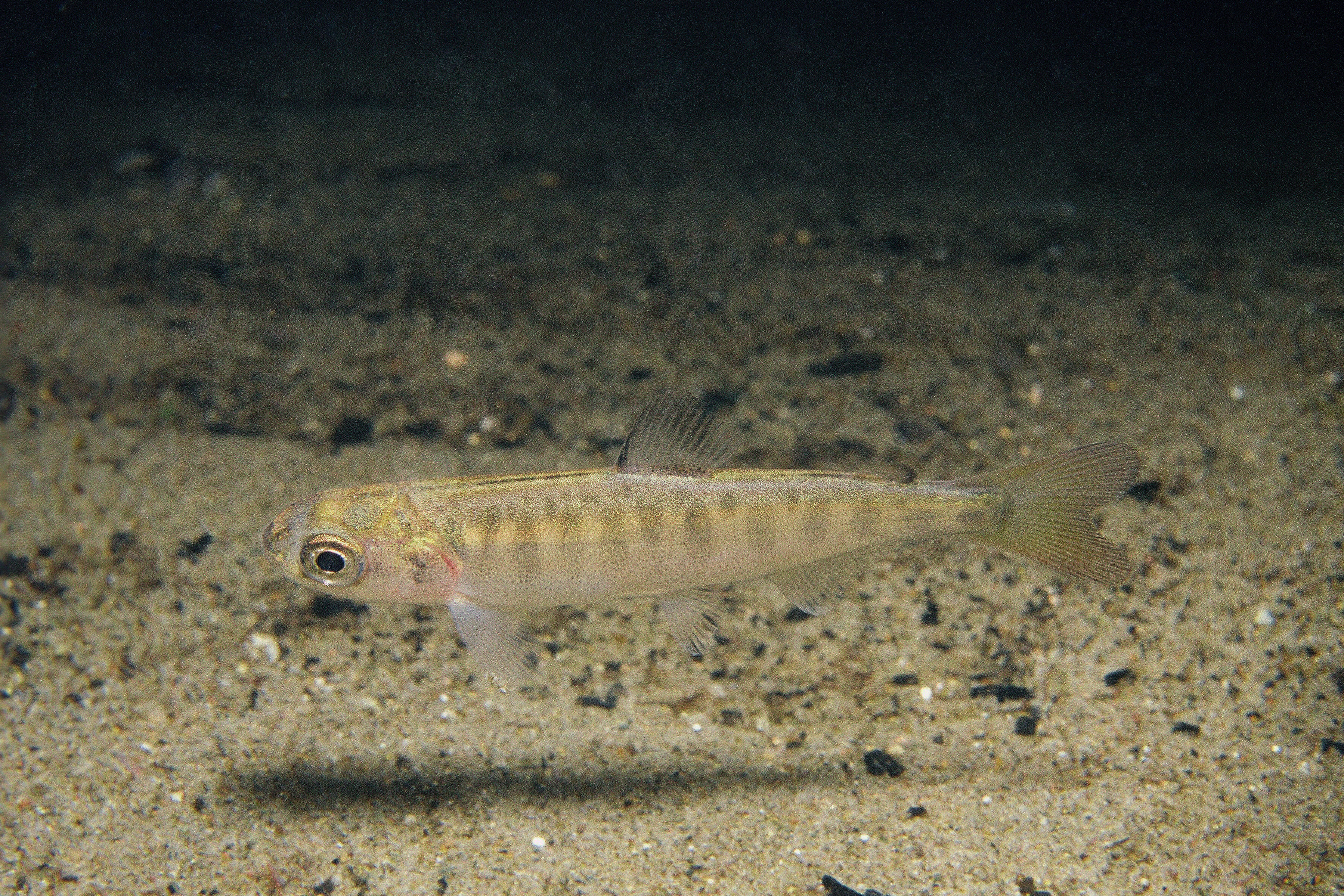 a juvenile chinook salmon is shown swimming just above brown sand in the water 