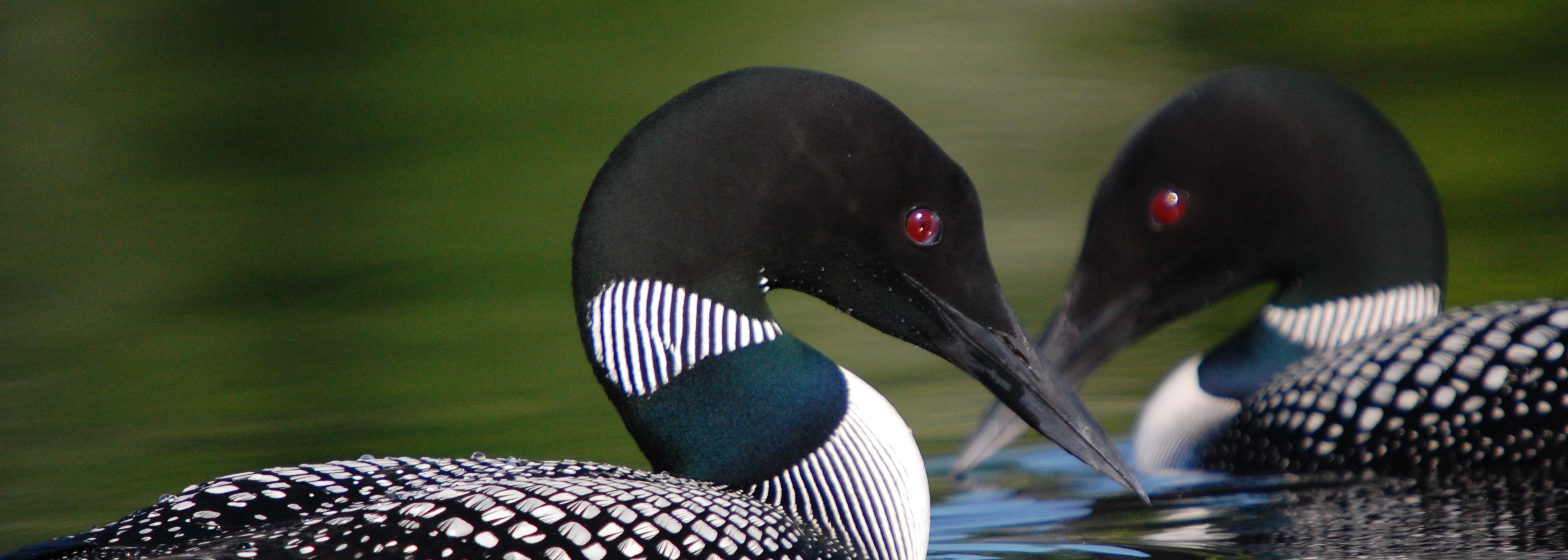A pair of common loons on the water's surface, facing each other.