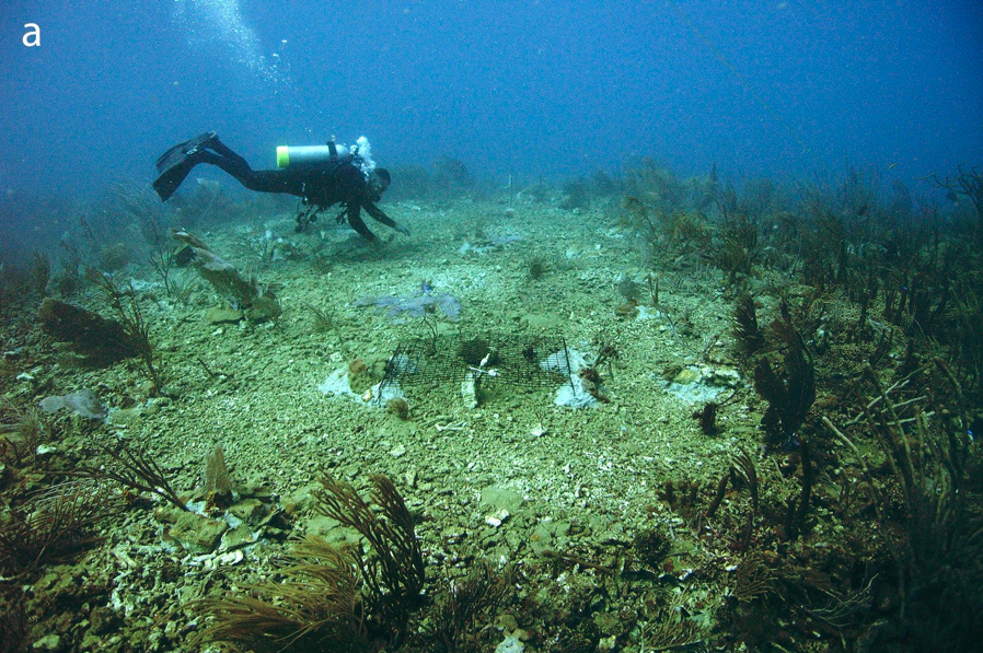 Underwater view of damaged and dead corals. 