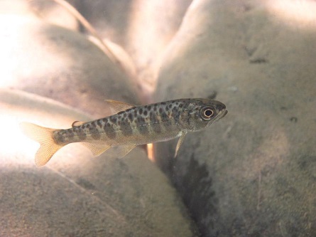 Juvenile Chinook salmon. 