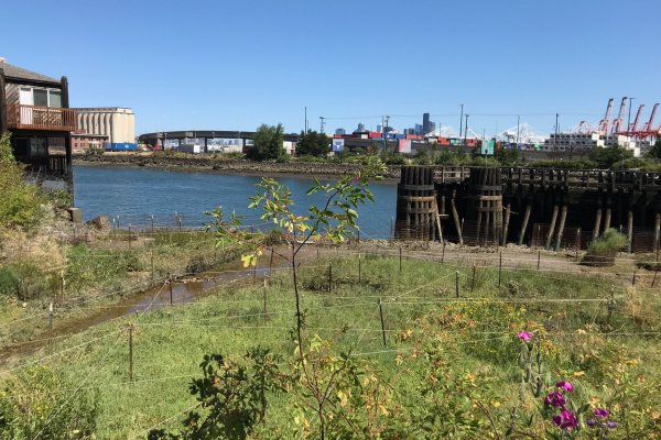 a grassy field with flowers sits in the forefront of a riverbank on the Lower Duwamish River