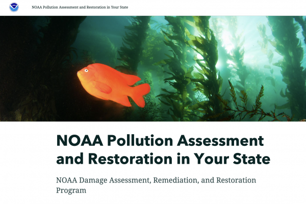 NOAA pollution assessment and restoration in your state cover photo showcasing a garibaldi fish among a kelp forest. 