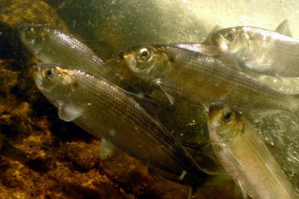 a group of herring swim through brown water 