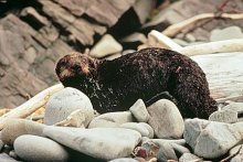 Oiled Sea Otter (Exxon Valdez Oil Spill Trustee Council)