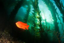 An underwater photo of an orange fish with kelp in the background. 