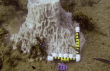 NOAA's damage assessment found a number of large barrel sponges were bleached after the grounding.