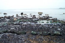 Heavily oiled rocky and marsh shoreline, West Island, Fairhaven, MA.