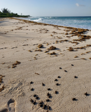 Endangered Hawksbill turtles emerge from their nest and make their way to the water. A drug running vessel sits grounded at the point adjacent to the beach posing a danger to the ongoing turtle nesting.