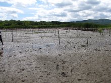 Unvegetated areas remain in East Foundry Cove marsh despite efforts to replant native emergent vegetation.