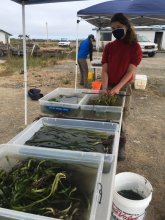a lady stands in front of bins of eelgrass