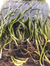 green eelgrass is in a pile