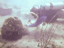 Divers proactively moving corals and sponges to prevent damage during salvage operations of the grounded freighter M/V Jireh. 