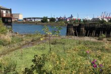 A meadow with flowers along the bank of the Lower Duwamish River.