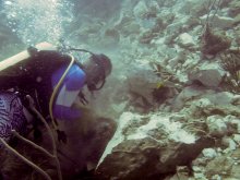 A diver rescued live coral for an emergency reattachment. Photo taken less than 12 hours after grounding shows how fast NOAA mobilized. (Sea Ventures Inc. photo).