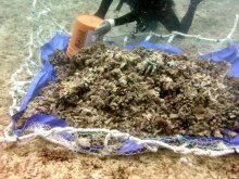 Loose coral debris being removed from reef habitat to protect remaining biota, July 2006.