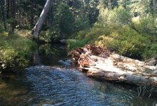 By adding large pieces of wood to the edges of Beaver Creek, we hope to create new areas for fish to find food, rest, and hide from predators.