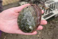 a hand holds a large red abalone
