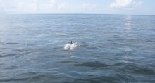 A dolphin surfaces in the oil slick emanating from the Taylor MC20 site. Credit: NOAA