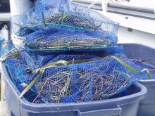 Restoration includes using seed buoys that perform like flowering eelgrass plants, dispersing seeds as the water current moves these mesh bags.