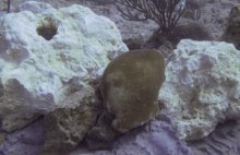 Limestone was added to help restore the sea bottom landscape.