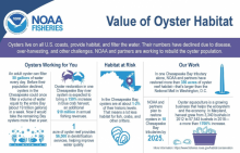 A infographic describing the benefits of oyster habitat, which includes economic, environmental, and ecosystem level benefits. 