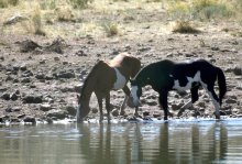 Wild horses drinking at a stream in Oregon. (Bureau of Land Management)
