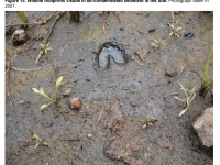 Wildlife footprints visible in tar contaminated sediments (Credit: Minnesota Pollution Control Agency)